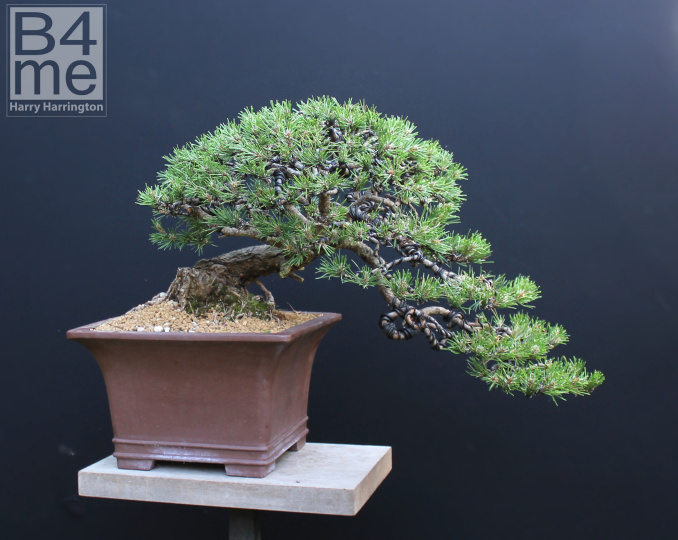 scots pine bonsai